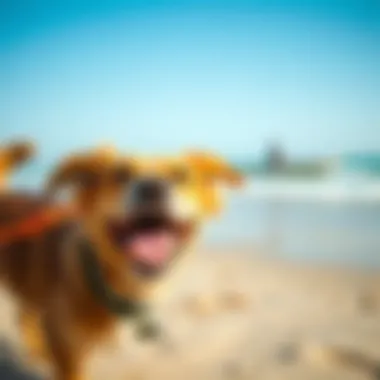Fun at the Dog-Friendly Beach in Dubai A dog enjoying playtime at a beach in Dubai