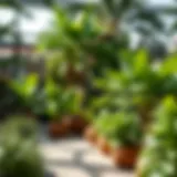 A vibrant view of lush greenery in Green Planet Dubai