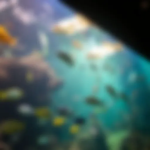 A breathtaking view of the oceanarium's main tank showcasing diverse marine life